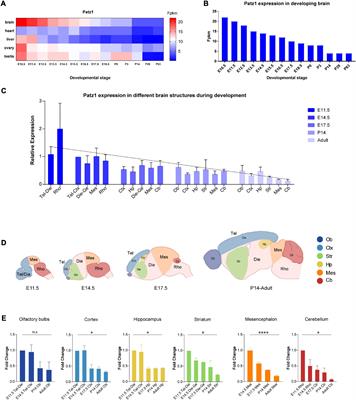 The Transcription Regulator Patz1 Is Essential for Neural Stem Cell Maintenance and Proliferation